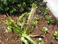 Pineapple Lily / Eucomis bicolor  